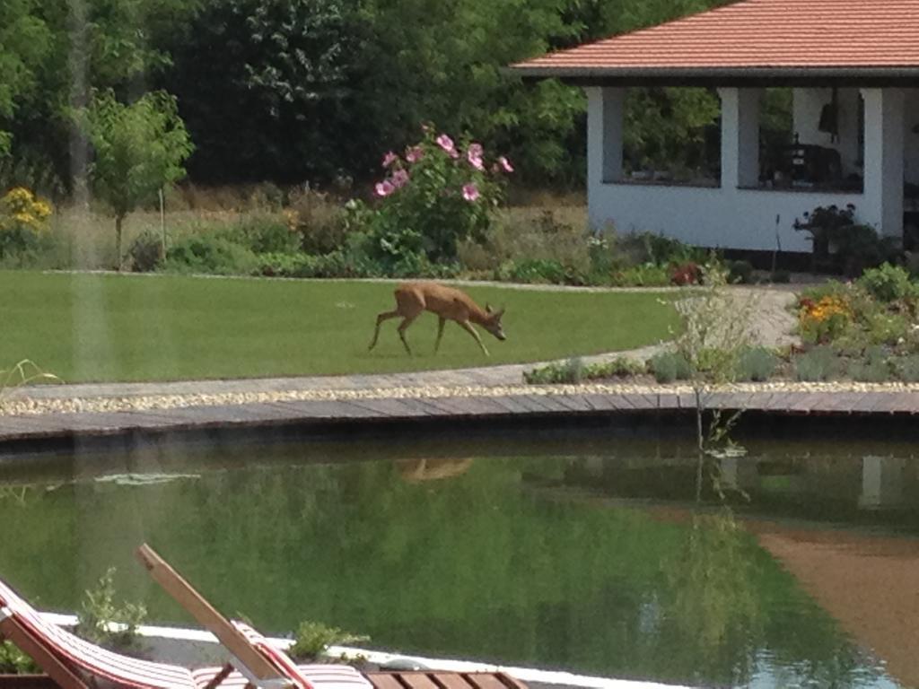 Deak Udvarhaz Hotel Kakucs Buitenkant foto